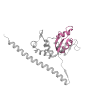 The deposited structure of PDB entry 6t7i contains 1 copy of Pfam domain PF00327 (Ribosomal protein L30p/L7e) in Large ribosomal subunit protein uL30A. Showing 1 copy in chain PA [auth LF].