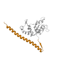 The deposited structure of PDB entry 6t7i contains 1 copy of Pfam domain PF08079 (Ribosomal L30 N-terminal domain) in Large ribosomal subunit protein uL30A. Showing 1 copy in chain PA [auth LF].