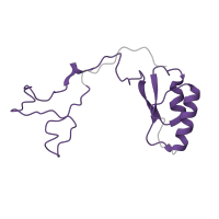 The deposited structure of PDB entry 6t7i contains 1 copy of Pfam domain PF01655 (Ribosomal protein L32) in Large ribosomal subunit protein eL32. Showing 1 copy in chain NB [auth Le].