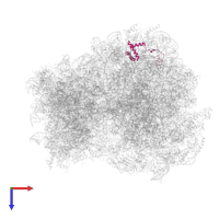 Large ribosomal subunit protein eL36A in PDB entry 6t7i, assembly 1, top view.
