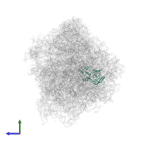 Large ribosomal subunit protein uL2A in PDB entry 6t7t, assembly 1, side view.