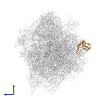 Large ribosomal subunit protein eL8A in PDB entry 6tb3, assembly 1, side view.