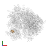 Small ribosomal subunit protein eS10A in PDB entry 6tnu, assembly 1, front view.