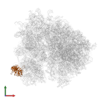 Small ribosomal subunit protein RACK1 in PDB entry 6tnu, assembly 1, front view.