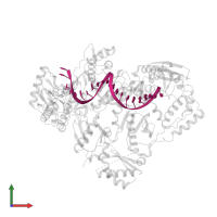 DNA template in PDB entry 6ujx, assembly 1, front view.