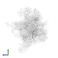 Small ribosomal subunit protein mS38 in PDB entry 6vlz, assembly 1, side view.