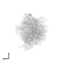 Large ribosomal subunit protein bL31 in PDB entry 6vyt, assembly 1, side view.