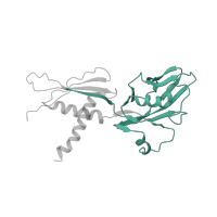 The deposited structure of PDB entry 6vyy contains 1 copy of Pfam domain PF01000 (RNA polymerase Rpb3/RpoA insert domain) in DNA-directed RNA polymerase subunit alpha. Showing 1 copy in chain L [auth AC].