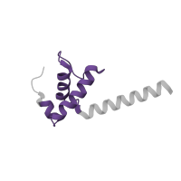 The deposited structure of PDB entry 6vyy contains 1 copy of Pfam domain PF01192 (RNA polymerase Rpb6) in DNA-directed RNA polymerase subunit omega. Showing 1 copy in chain O [auth AF].
