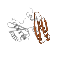 The deposited structure of PDB entry 6vyy contains 1 copy of Pfam domain PF00189 (Ribosomal protein S3, C-terminal domain) in Small ribosomal subunit protein uS3. Showing 1 copy in chain W [auth I].