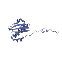 The deposited structure of PDB entry 6vyy contains 1 copy of Pfam domain PF00380 (Ribosomal protein S9/S16) in Small ribosomal subunit protein uS9. Showing 1 copy in chain CA [auth O].