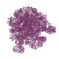 The deposited structure of PDB entry 6vyy contains 1 copy of Rfam domain RF02541 (Bacterial large subunit ribosomal RNA) in 23S ribosomal RNA. Showing 1 copy in chain NA [auth a].