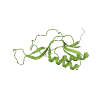 The deposited structure of PDB entry 6vyy contains 1 copy of Pfam domain PF00252 (Ribosomal protein L16p/L10e) in Large ribosomal subunit protein uL16. Showing 1 copy in chain IB [auth v].