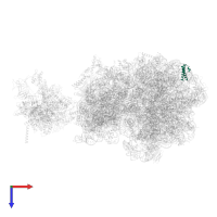 Large ribosomal subunit protein uL29 in PDB entry 6vyy, assembly 1, top view.