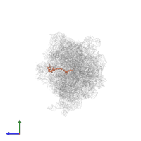 Large ribosomal subunit protein bL20 in PDB entry 6vyy, assembly 1, side view.