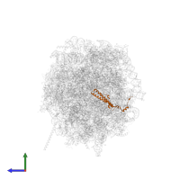 Large ribosomal subunit protein uL29 in PDB entry 6w6l, assembly 1, side view.