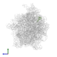 Small ribosomal subunit protein uS17 in PDB entry 6wd6, assembly 1, side view.