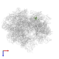 Small ribosomal subunit protein uS17 in PDB entry 6wd6, assembly 1, top view.
