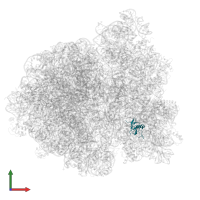 Small ribosomal subunit protein uS19 in PDB entry 6wd8, assembly 1, front view.