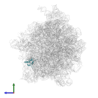 Small ribosomal subunit protein uS19 in PDB entry 6wd8, assembly 1, side view.