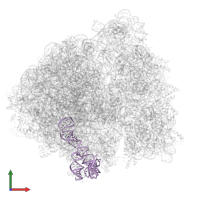 5S ribosomal RNA in PDB entry 6wdj, assembly 1, front view.