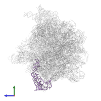 5S ribosomal RNA in PDB entry 6wdj, assembly 1, side view.