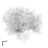 5S ribosomal RNA in PDB entry 6wdj, assembly 1, top view.