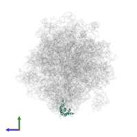 Small ribosomal subunit protein eS19A in PDB entry 6woo, assembly 1, side view.