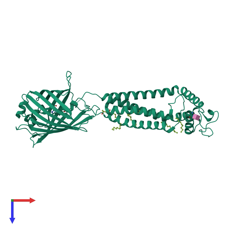 <div class='caption-body'><ul class ='image_legend_ul'> Monomeric assembly 1 of PDB entry 6wvg coloured by chemically distinct molecules and viewed from the top. This assembly contains:<li class ='image_legend_li'>One copy of Green fluorescent protein, Leukocyte surface antigen CD53 chimera</li><li class ='image_legend_li'>4 copies of (2R)-2,3-dihydroxypropyl (9Z)-octadec-9-enoate</li><li class ='image_legend_li'>One copy of 2-acetamido-2-deoxy-beta-D-glucopyranose</li></ul></div>