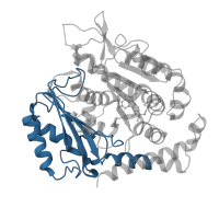 The deposited structure of PDB entry 6wvm contains 2 copies of Pfam domain PF03953 (Tubulin C-terminal domain) in Tubulin alpha-1B chain. Showing 1 copy in chain C [auth A].