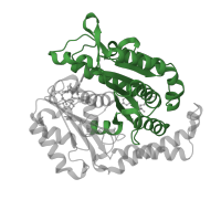 The deposited structure of PDB entry 6wvm contains 2 copies of Pfam domain PF00091 (Tubulin/FtsZ family, GTPase domain) in Tubulin beta-2B chain. Showing 1 copy in chain D [auth B].