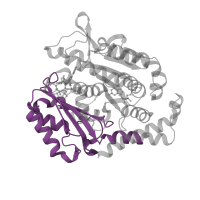 The deposited structure of PDB entry 6wvm contains 2 copies of Pfam domain PF03953 (Tubulin C-terminal domain) in Tubulin beta-2B chain. Showing 1 copy in chain D [auth B].