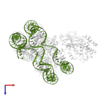 DNA (natural) in PDB entry 6x5a, assembly 1, top view.