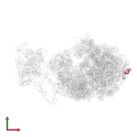 Large ribosomal subunit protein uL24 in PDB entry 6x7k, assembly 1, front view.