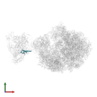 DNA-directed RNA polymerase subunit omega in PDB entry 6xdr, assembly 1, front view.