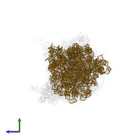 23S ribosomal RNA in PDB entry 6xgf, assembly 1, side view.