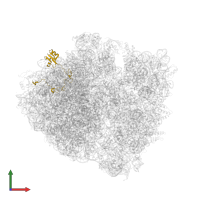 Large ribosomal subunit protein uL15 in PDB entry 6xhv, assembly 2, front view.