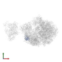 Small ribosomal subunit protein uS4 in PDB entry 6xii, assembly 1, front view.