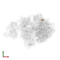 Large ribosomal subunit protein bL27 in PDB entry 6xij, assembly 1, front view.