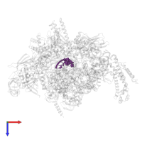 RNA transcript (5-MER) in PDB entry 6xll, assembly 1, top view.