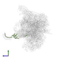 Mitochondrial ribosomal protein L10 in PDB entry 6ydp, assembly 1, side view.