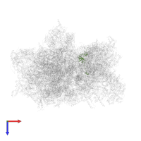 Small ribosomal subunit protein uS12m in PDB entry 6ywx, assembly 1, top view.