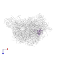 Ribosomal protein L3 mitochondrial, putative in PDB entry 6yxx, assembly 1, top view.