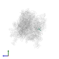 Ribosomal protein S19 in PDB entry 6z1p, assembly 1, side view.