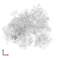 Large ribosomal subunit protein uL15 in PDB entry 6z6n, assembly 1, front view.