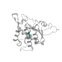 The deposited structure of PDB entry 6zlw contains 1 copy of Pfam domain PF16122 (40S ribosomal protein SA C-terminus) in Small ribosomal subunit protein uS2. Showing 1 copy in chain A [auth B].