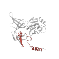 The deposited structure of PDB entry 6zlw contains 1 copy of Pfam domain PF16121 (40S ribosomal protein S4 C-terminus) in Small ribosomal subunit protein eS4, X isoform. Showing 1 copy in chain D [auth E].