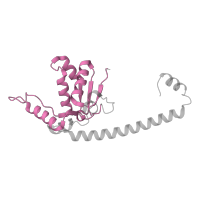 The deposited structure of PDB entry 6zm7 contains 1 copy of Pfam domain PF00572 (Ribosomal protein L13) in Large ribosomal subunit protein uL13. Showing 1 copy in chain Q [auth LO].