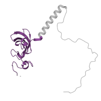 The deposited structure of PDB entry 6zm7 contains 1 copy of Pfam domain PF01157 (Ribosomal protein L21e) in Large ribosomal subunit protein eL21. Showing 1 copy in chain V [auth LT].