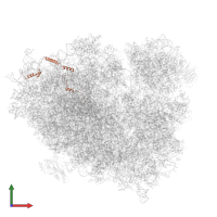 Large ribosomal subunit protein eL29 in PDB entry 6zm7, assembly 1, front view.